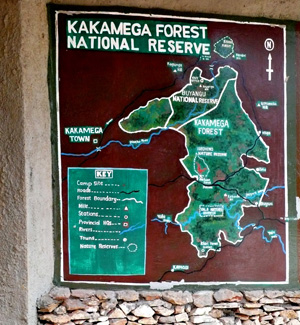 Kakamega forest
